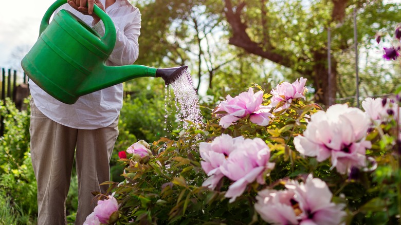 Person watering peonies