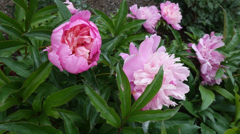 Peonies in garden