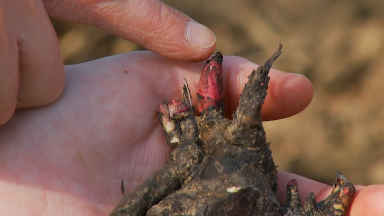 Pointing at peony's highest bud