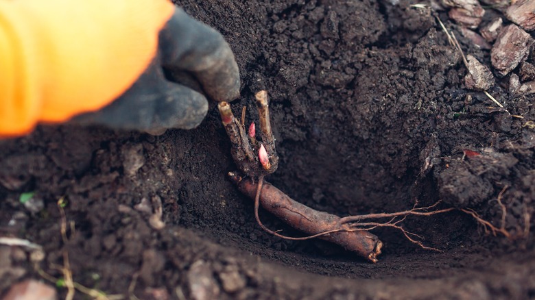 Planting bare-root peony tuber