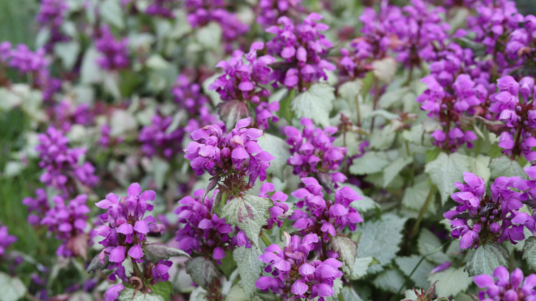 A 'Purple Dragon' ground cover in full bloom.