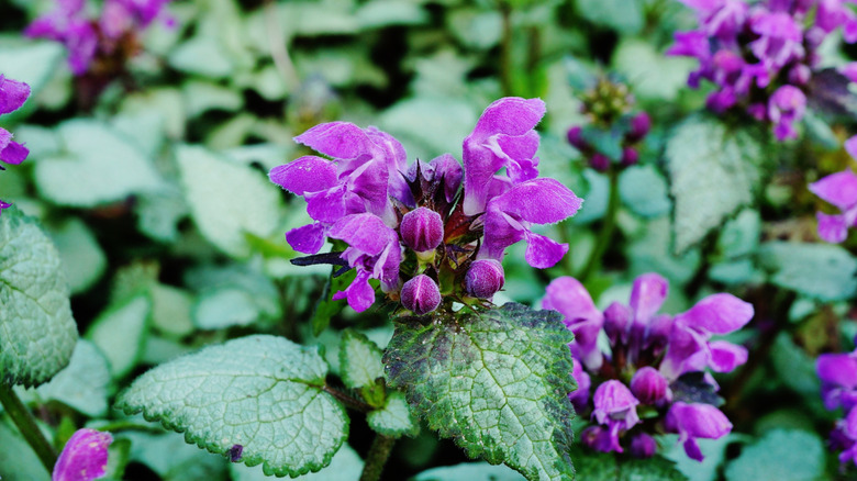 Creeping Lamium plant in bloom with purple flowers.