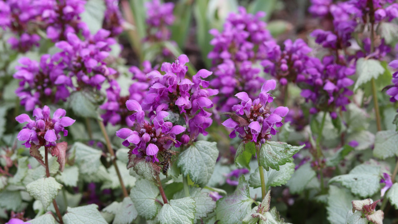 An up close view of a 'Purple Dragon' lamium flowering