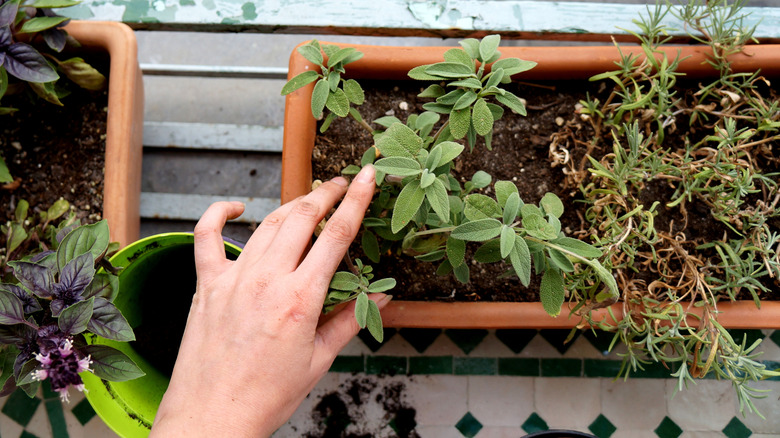 A hand next to a watering can is touching the leaves of a sage plant in an outdoor planter box.