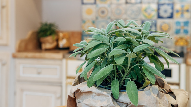 A planter with sage that's sitting on a countertop