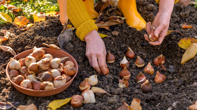 woman planting tulip bulbs in soil