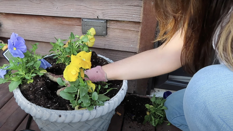 young woman transplanting short tulips in pots