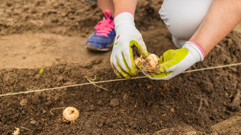 woman spacing out tulip bulbs in shallow ditch