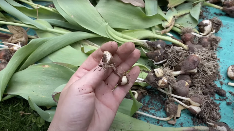 woman uprooting tulip bulbs in summer