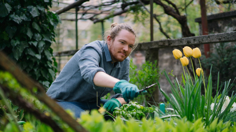 young man trimming yellow tulip garden