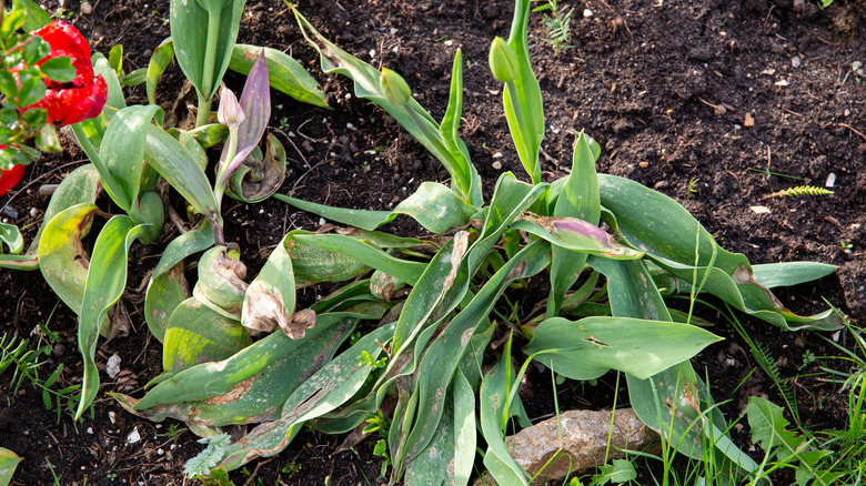 dying tulip with fungal disease