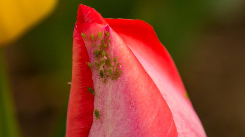 aphids crawling on blossoming tulip