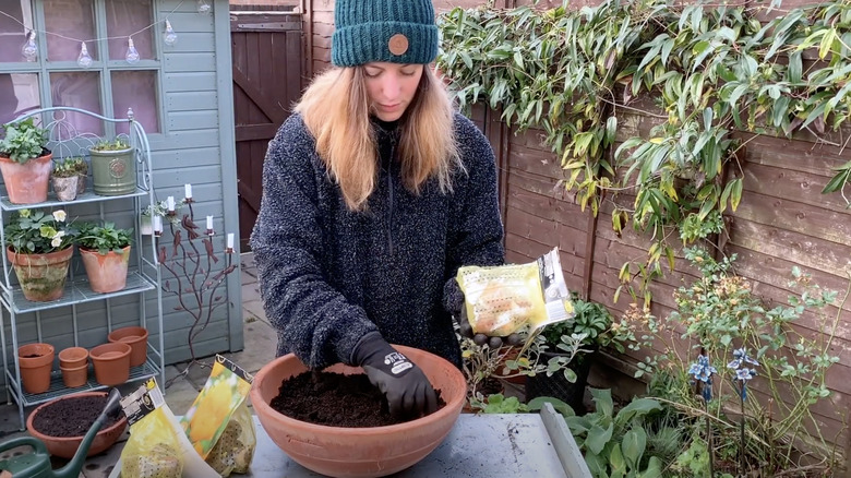 woman attempting to plant tulips iin winter