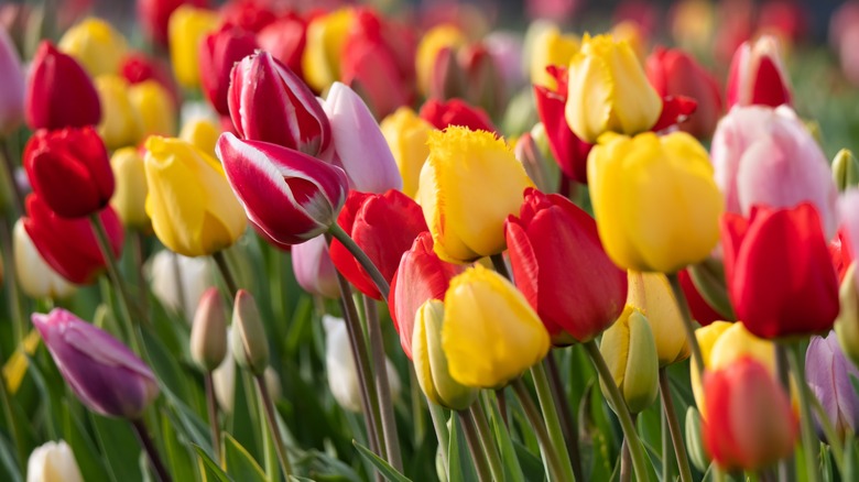 various red yellow and pink tulips blooming