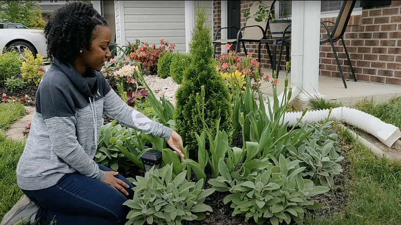 young woman explaining pruning tulips