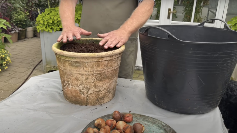 man standing over garden pot and tulip bulbs