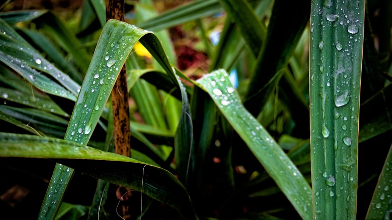 Water on yucca plant leaves