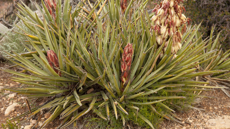 Yucca growing outside