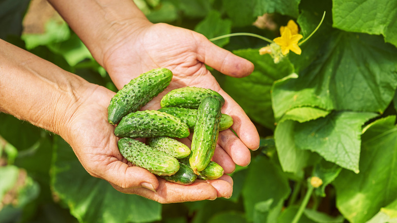 Freshly harvested cucumber