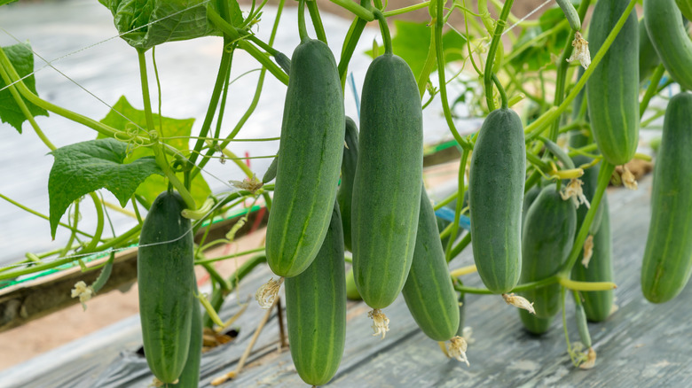 Cucumbers growing and hanging