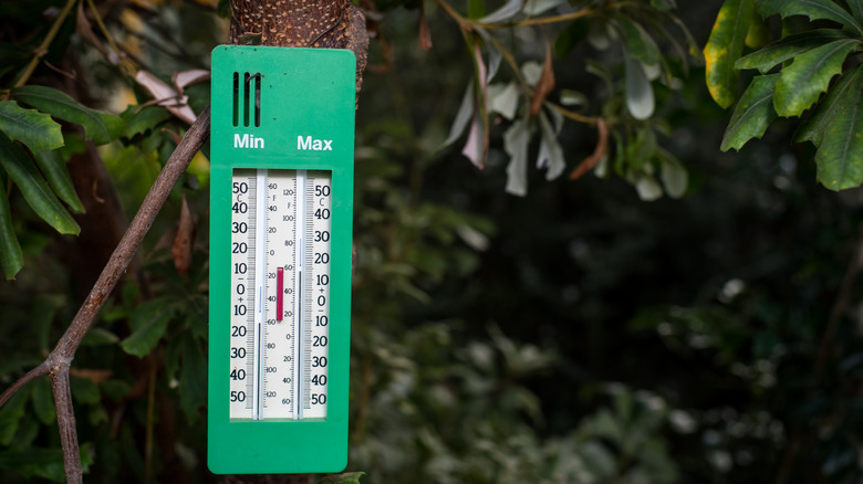 Thermostat in a greenhouse