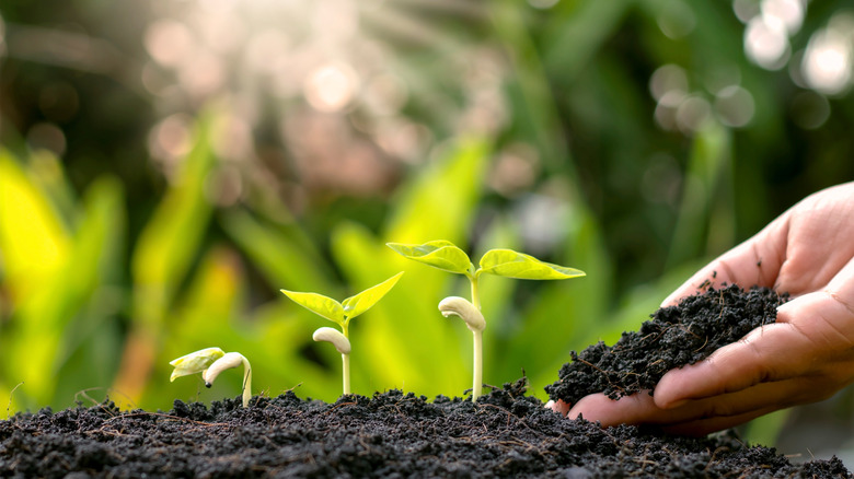 Plants growing out of soil 