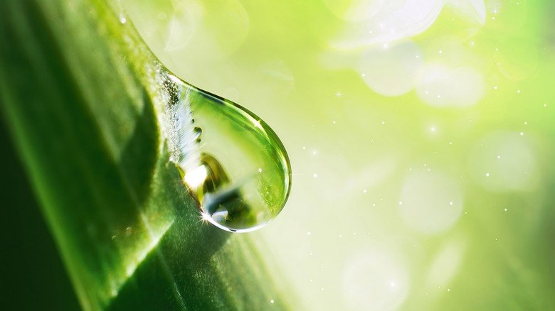 Water on a plant