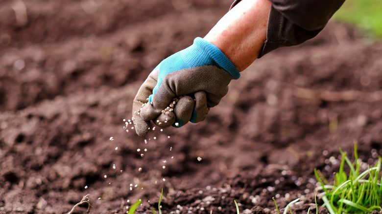 Hand sprinkling fertilizer in dirt