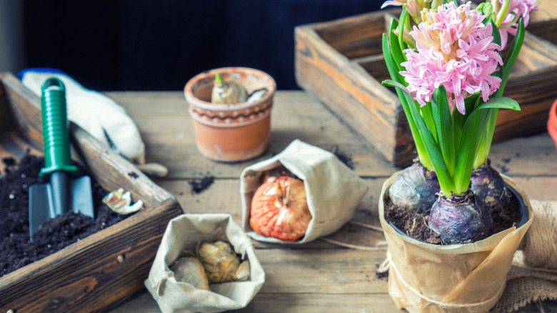 A bulb, hyacinth in pot