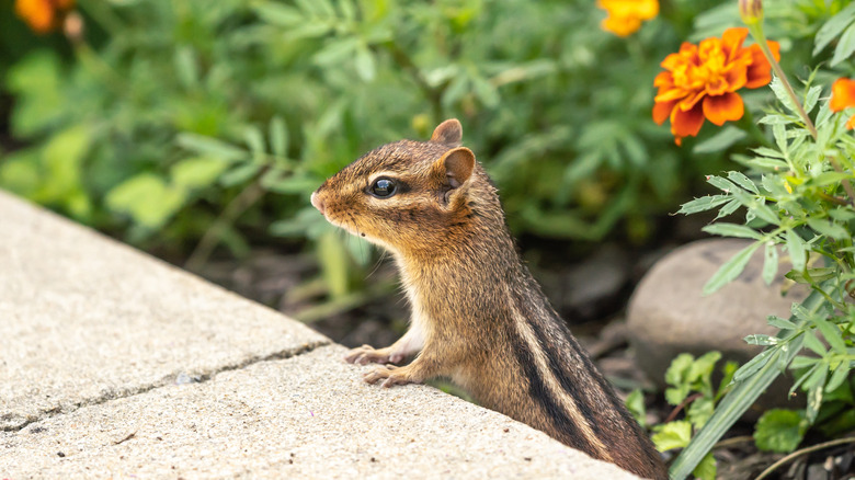 A chipmunk in a garden