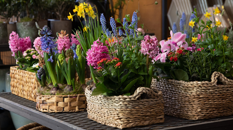 Baskets of hyacinths