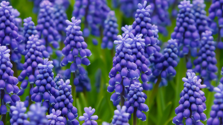 Lavender hyacinths close-up