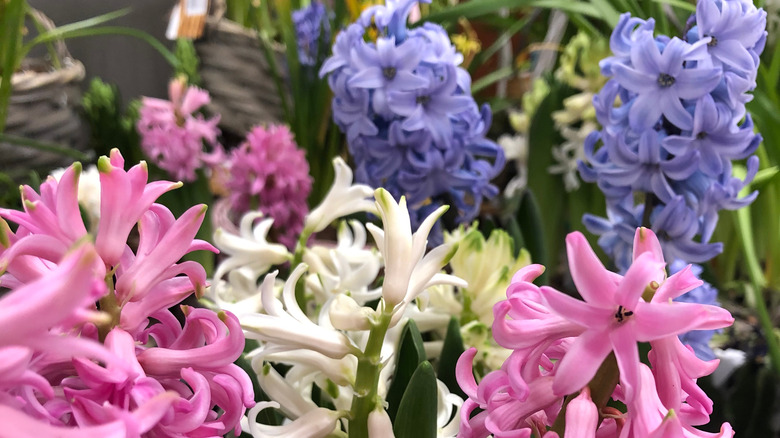 A bunch of hyacinths