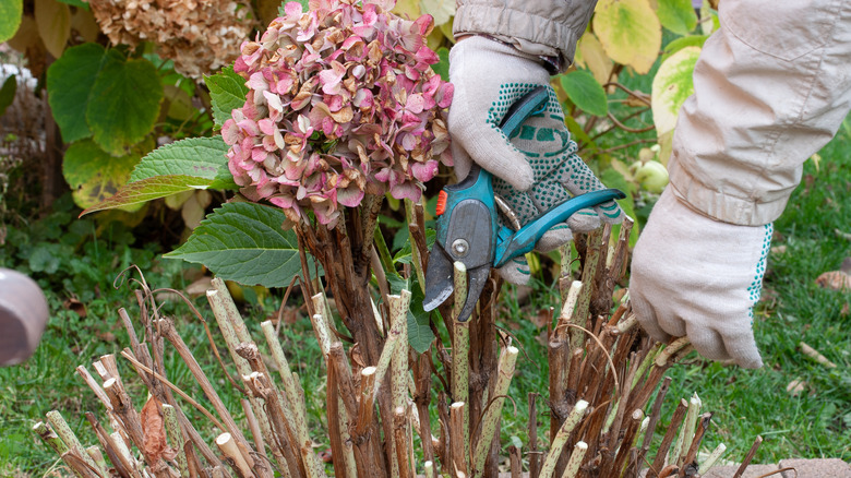 gardener pruning