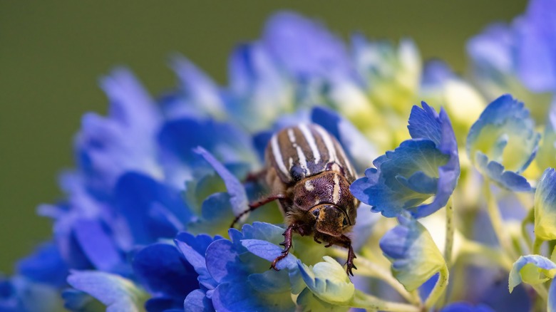 bug on blue hydrangea