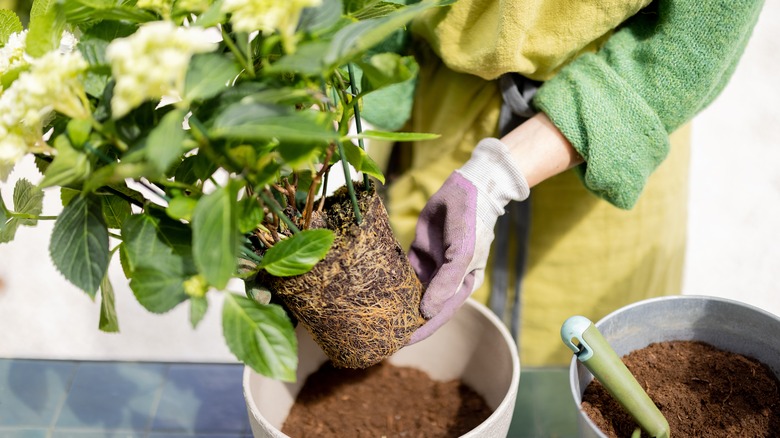 transplanting hydrangea into new pot