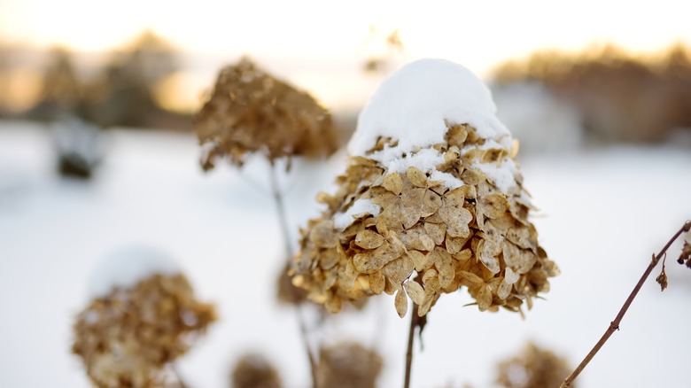 brown hydrangea covered in snow