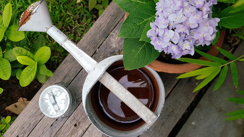 watering can with hydrangea