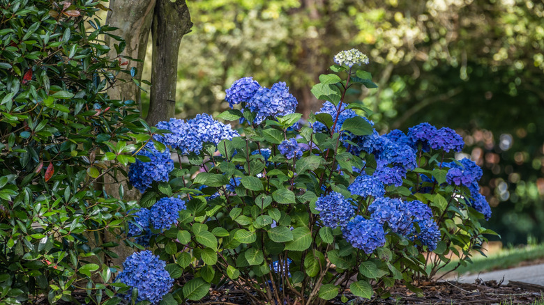 blue hydrangeas beneath tree