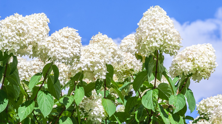 Hydrangeas in sunlight