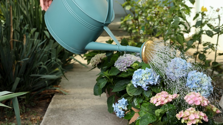 blue watering can and hydrangeas