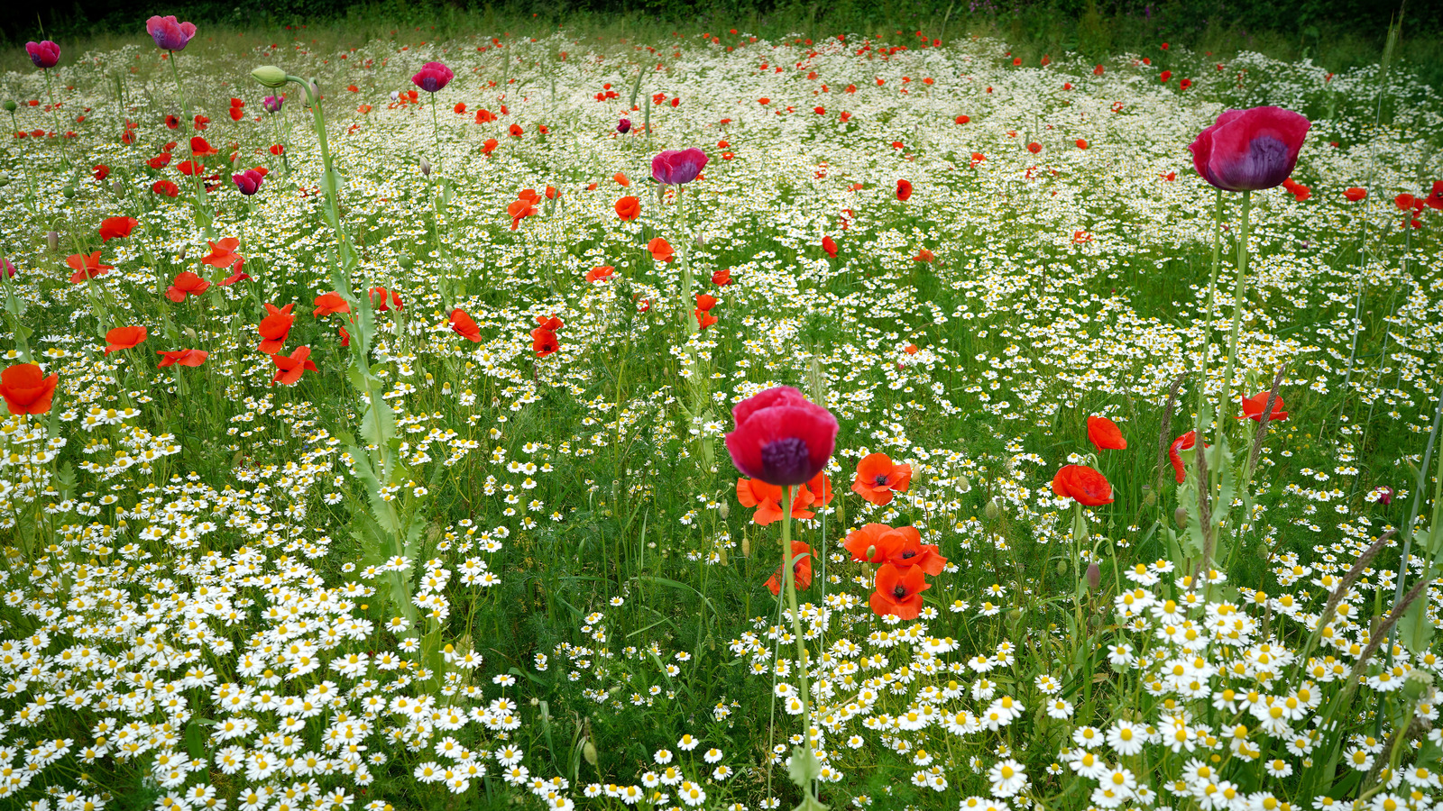 How To Grow & Care for your Poppies