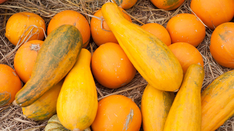 A pile of orange and yellow squash