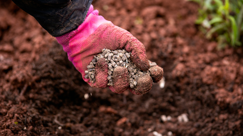 A gloved hand fertilizing dirt