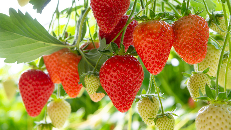 Strawberries on the plant