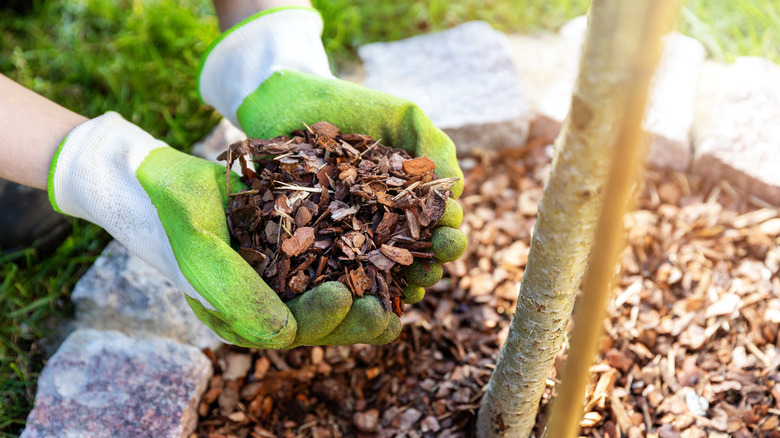 Gloved hands holding mulch