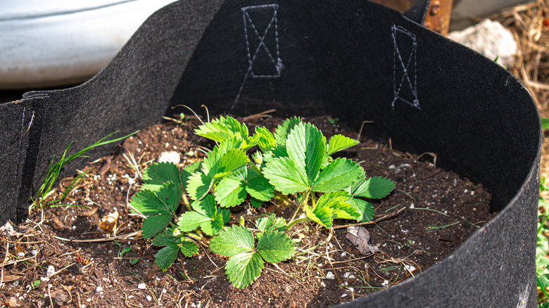 Strawberry crown growing in a planter