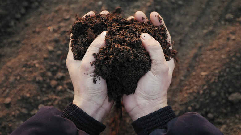 Handful of dirt