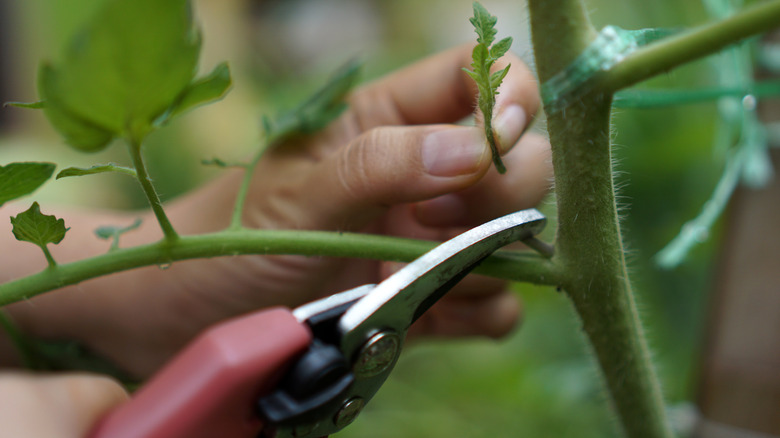 Gardener pruning tomato
