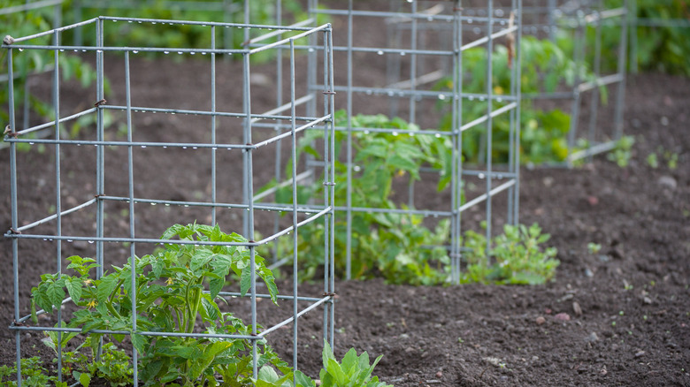 Row of tomato cages